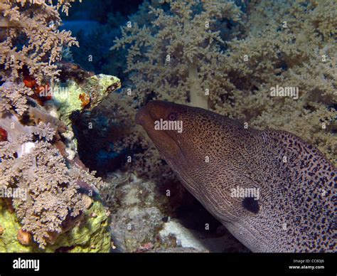 Giant Moray Eel In The Red Sea Stock Photo Alamy