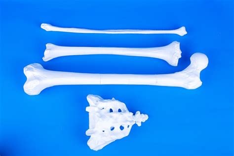 Anatomical Set Of Bones Lower Human Limb Os Education