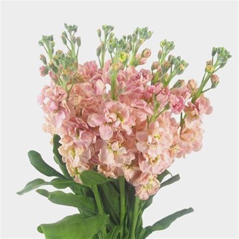 Stock Pink Flowers Wholesale Blooms By The Box