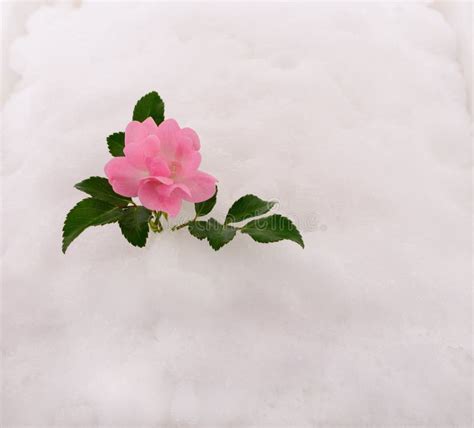 Pink Rose On Snow Stock Image Image Of Cold Frost 172613903