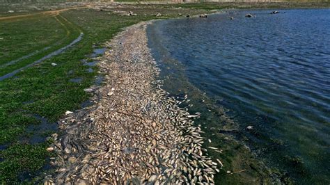 Polluted Lebanon Lake Spews Out Tonnes Of Dead Fish