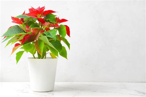 20 Best Red Houseplants Types And Growing Tips Petal Republic