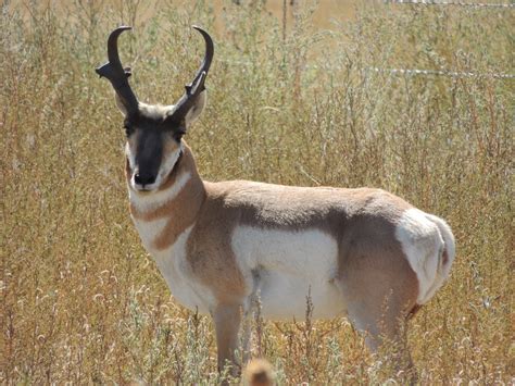 Mammals Colorado Wildlife Photo Gallery
