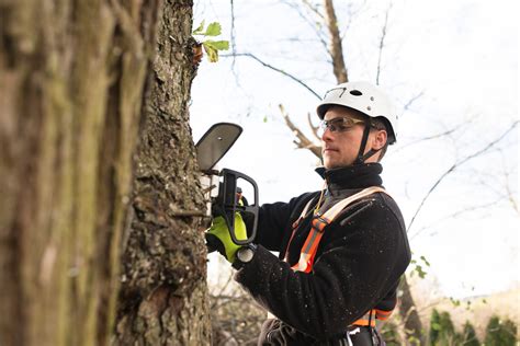 They use sophisticated techniques to ascend trees, prune and remove dead or excess branches, and lower them to the ground. Qualified Auckland Arborist | Jim's Trees NZ