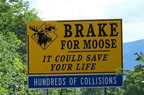 Sister is probably the most competitive relationship within the family, but once the sisters are grown, it becomes the strongest relationship. break for moose | MyConfinedSpace