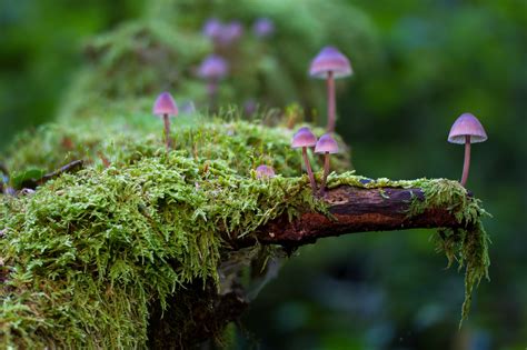 Tiny Mushrooms On A Log With Moss 4k Ultra Hd Wallpaper Background