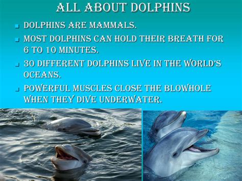 Ppt Dolphins Powerpoint Presentation Free Download Id6926382