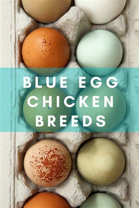 Chicken Breeds That Lay Blue Eggs Ultimate Guide The Hen S Loft Chicken Breeds Rainbow