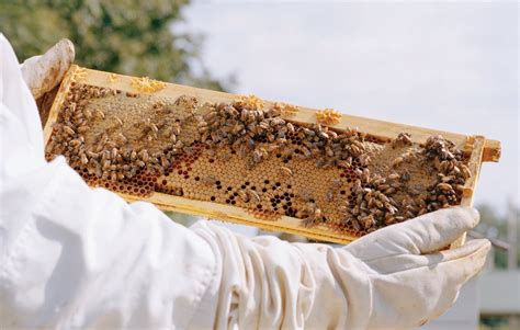 Best Beekeeping Practices For Summertime Part Ii Apiary Book Blog