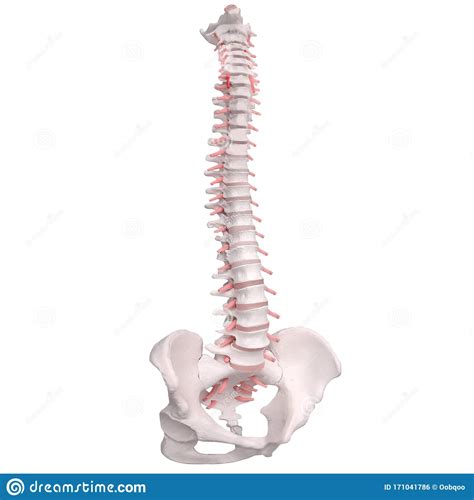 Human Spine Anatomy Skeletal Human Spine And Vertebral Column Or