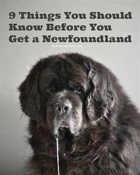 So You Think You Want A Newfoundland Heres 9 Things You Should Know