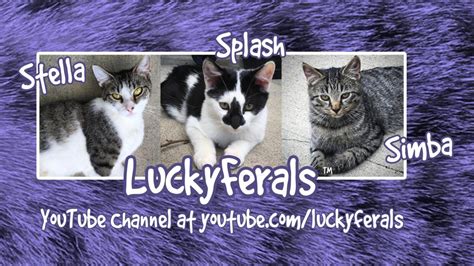 10 Ways To Get A Cat To Use A Feral Cat Shelter Lucky Ferals