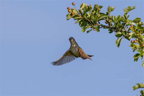Disappearing Nightingales Focusing On Wildlife