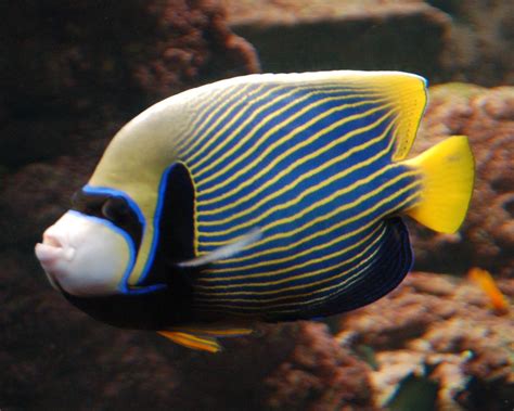 #black and white #black and white gif #b and w #eyes gif #human eye. Blue fish yellow stripes bandit eyes | Visit the ...