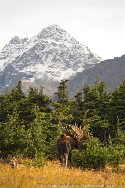 Bull Moose Photos By Ron Niebrugge