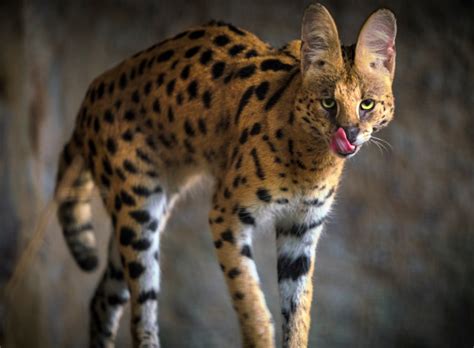 Wild Cats Of Africa