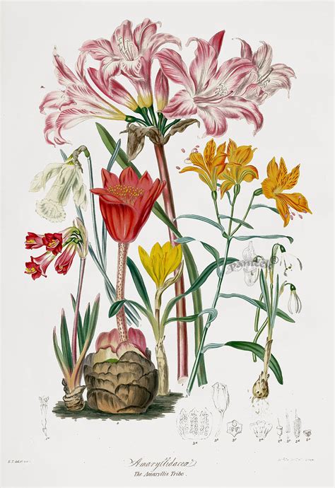 Elizabeth Twining Natural Order Of Plants 1849