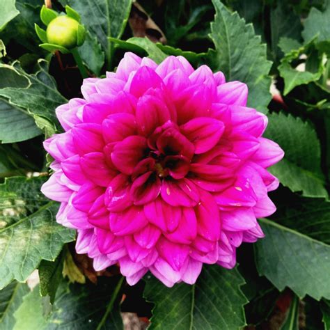 Cant Remember The Verity But I Did Linked Some Dahlia Plant Care