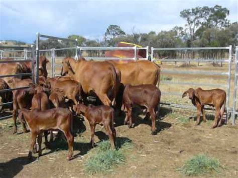 Listing form for advertising an upcoming sale. 27 Stud Brahman Cows & Calves - YouTube