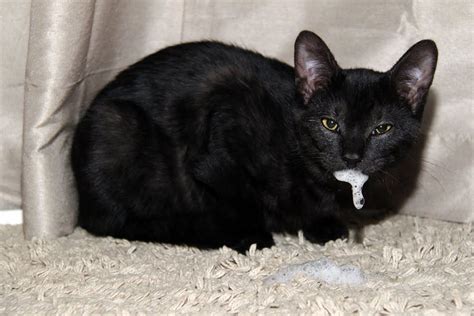 Research in this field is ongoing, but in most wild. Signs Of Rabies In Kittens (With images) | Kittens ...
