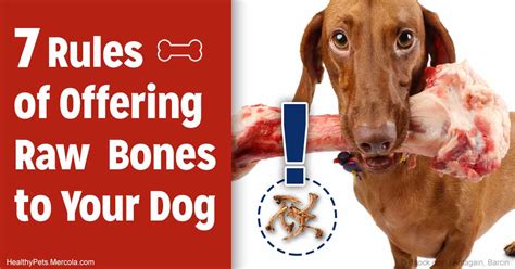 Two Life Saving Rules To Follow If You Give Your Dog Bones