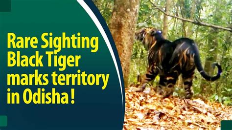 Video Rare Black Tiger Marks Its Territory In Odisha National Park