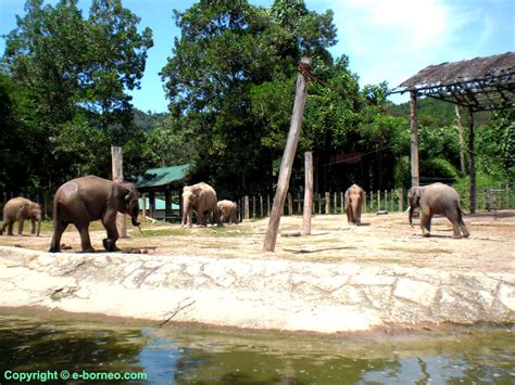 Maybe you would like to learn more about one of these? Full-Day Lok Kawi Wildlife Park Tour, Sabah, Malaysia Borneo