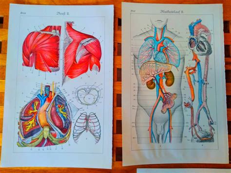 Stare Litografije Anatomija Ljudskog Tijela 4 Kom 19 St