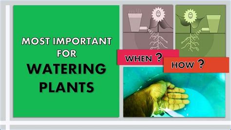 Watering Plants Most Important Things Of Watering Plants Youtube