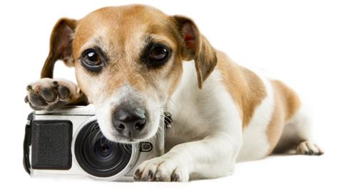 The 5 Best Pet Cameras