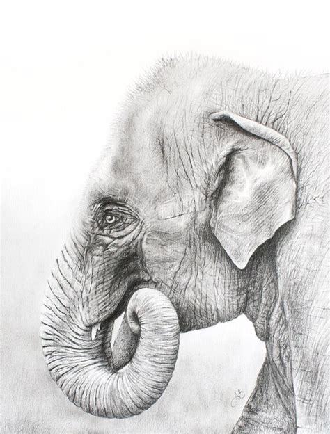 Elephant Pencil Drawing
