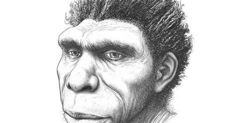 Ciencia Conoce A Homo Bodoensis Nuevo Ancestro Humano Del Pleistoceno Medio Infobae