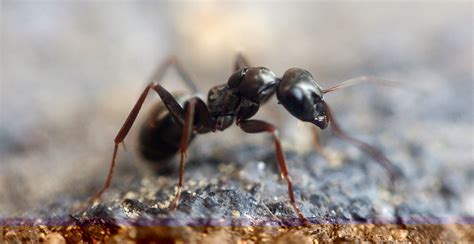 How to get rid of ants overnight uk. How To Get Rid Of Ants In Your House? - spruceup.co.uk