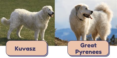 Kuvasz Dog Breed Information Spiritdog Training