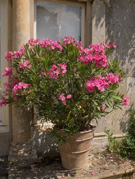 Nerium Oleander Plant Care And Growing Tips Uk