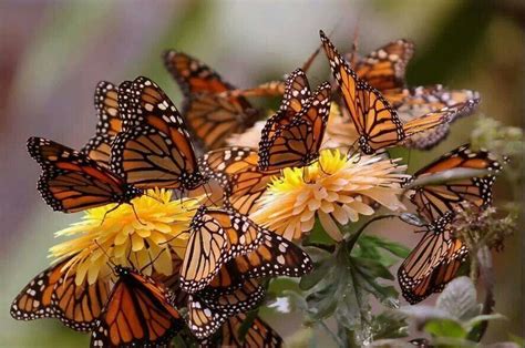 Pin By Gayle Lamanna On Butter~dragon Flies Beautiful Butterflies