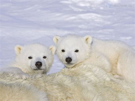 Wapusk Polar Bear Cubs Wapusk National Pa
