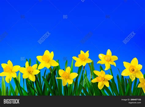 Bright Spring Flower Wallpapers Wallpaper Cave
