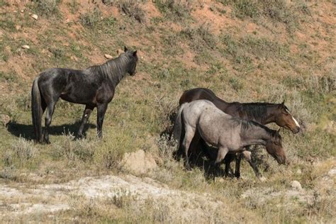Small Gathering By Janelle Streed On Capture Dakota Wild Horses