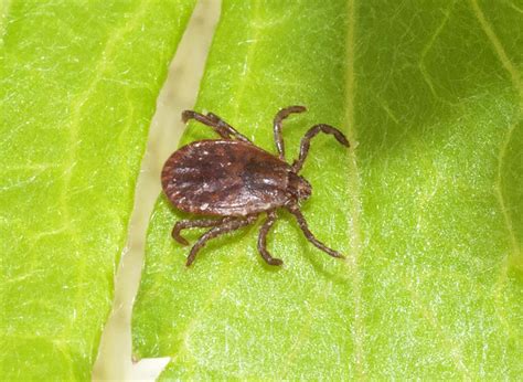 We would like to show you a description here but the site won't allow us. Why The Invasive Longhorned Tick Has Potential To Reach ...
