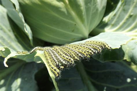 Cabbage Pests Top Tips On Identification And Control