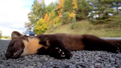 1186 Dead European Pine Marten Martes Animal At The Side Of The Road