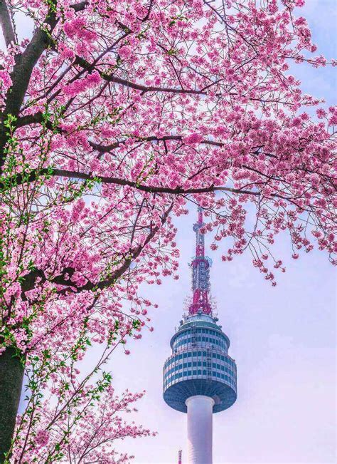 Where To See Cherry Blossoms In Seoul • Hoponworld