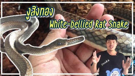 รีวิวงู สิงทอง White Bellied Rat Snake Exotic Reals Youtube