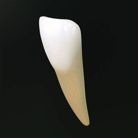 Tooth Lower Central Incisor 3d Model