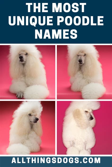 Unique Poodle Names Poodle Names Dog Names Unique Best