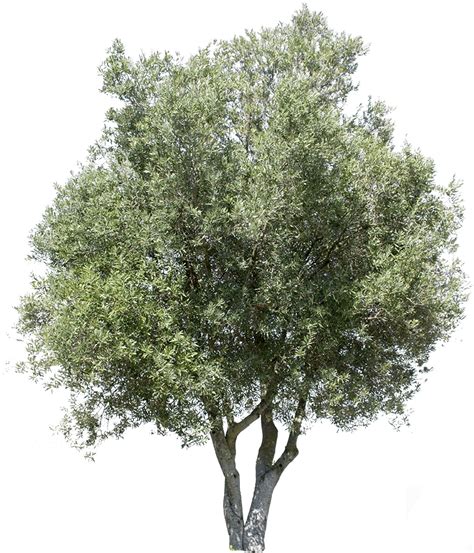 Olive Tree Png Png Image Collection