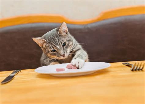 Yes, pork is safe for your cat to eat. Can Cats Eat Bacon? Is It Safe For Them?