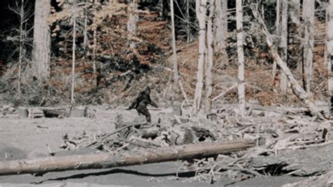 The 10 Most Convincing Bigfoot Sightings Outside Online