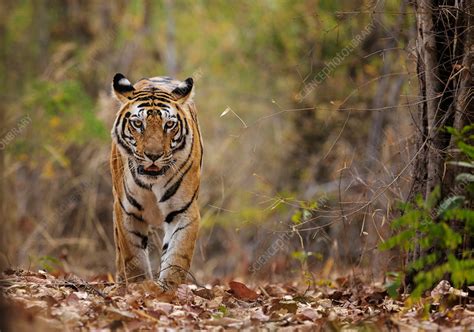 Bengal Tiger Walking Bandhavgarh National Park India Stock Image